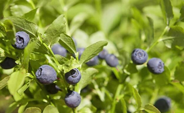 Brusnice borůvka (Vaccinium myrtillus L.)