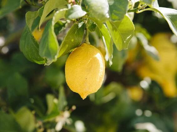 Lemon tree branch with a yellow lemon hanging in middle of leaves closeup