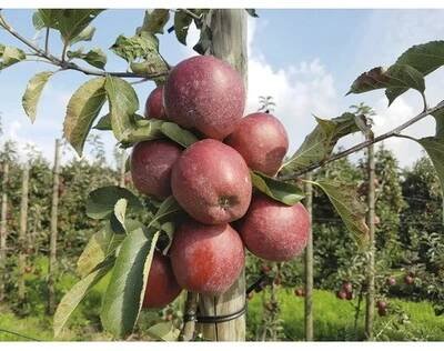 Jabloň sloupovitá BIO zakrslá FloraSelf Bio Malus Starline 'Orange Crimson' 60-80 cm květináč 7,5 l od 955 Kč - Heureka.cz