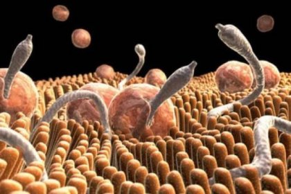 Paraziti v lidském těle: příznaky a léčba