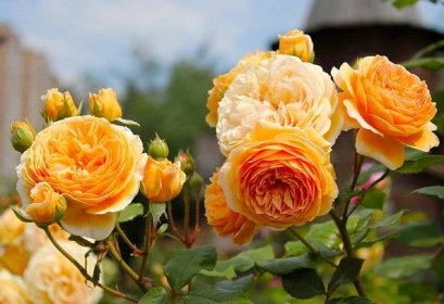 Anglické růže: tajemství výsadby a péče + fotky anglických růží