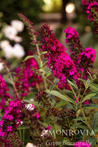 Large Sun Shrubs – Sierra Nevada Plant Guide
