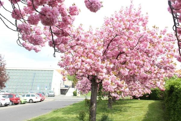 FOTO: Růžové město. Ulice České Lípy zdobí rozkvetlé sakury