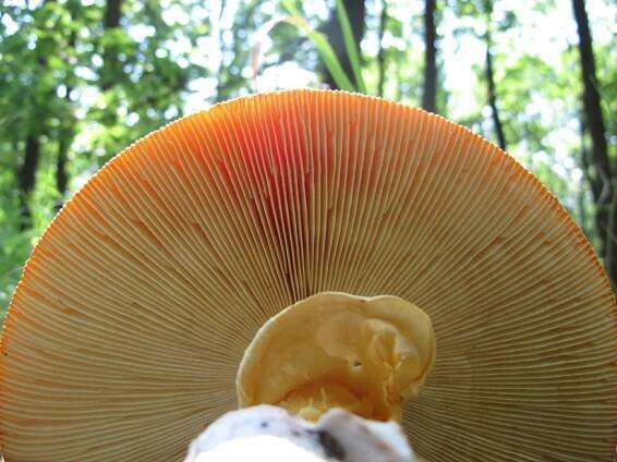 Obrázek - Amanita caesarea (muchomůrka císařka) | BioLib.cz