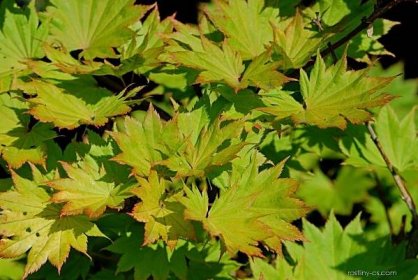 Javor shirasavanský Aureum (Acer shirasawanum)