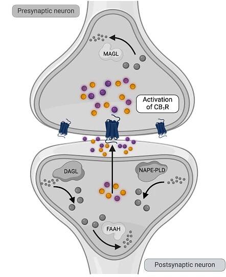 Understanding the endocannabinoid system — Endosane Pharmaceuticals 