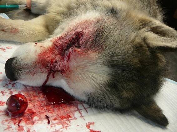 Jana Henychova, Siberian husky - Huskies.cz- Archiv 2013 