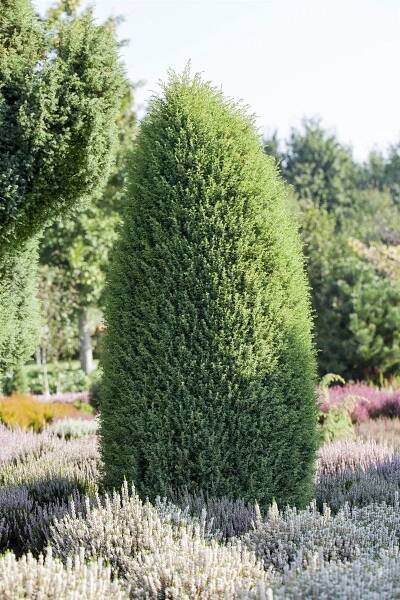Irischer Säulenwacholder 'Hibernica' • Juniperus communis 'Hibernica'