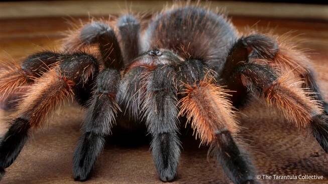 Tarantula & Invertebrate Care Guides — The Tarantula Collective