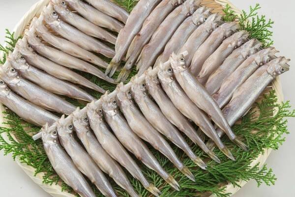 protein for chickens