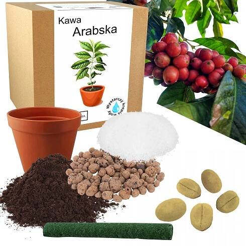 SADA PRO PĚSTOVÁNÍ KÁVA ARABICA KÁVOVÉ DŘEVO ZRNA DOMÁCÍ PĚSTOVÁNÍ ROSTLINA
