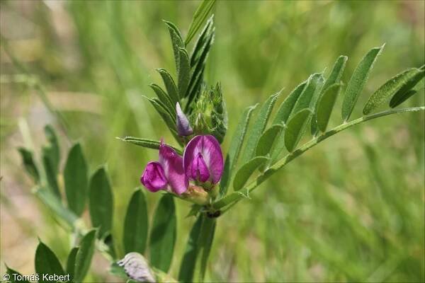 Vicia sativa agg. – okruh vikve seté