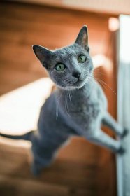 Co jsou ruské modré kočky? Seznamte se s tímto plemenem koček! | Fera24.cz