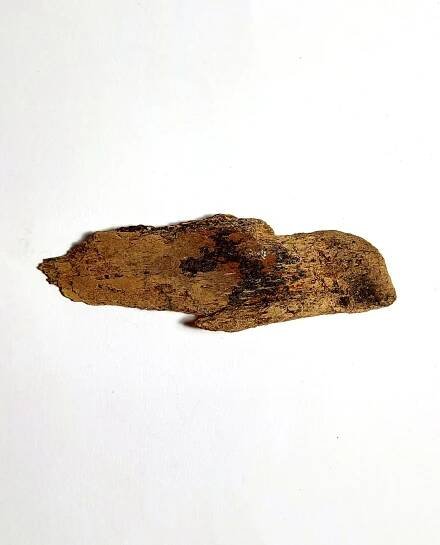 Pleistocen - DinoShop.ro
