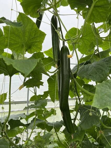 Our Produce — Root 42 Harvests