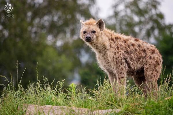 HYENA SKVRNITÁ (Crocuta crocuta) (zoonahradecku.cz)