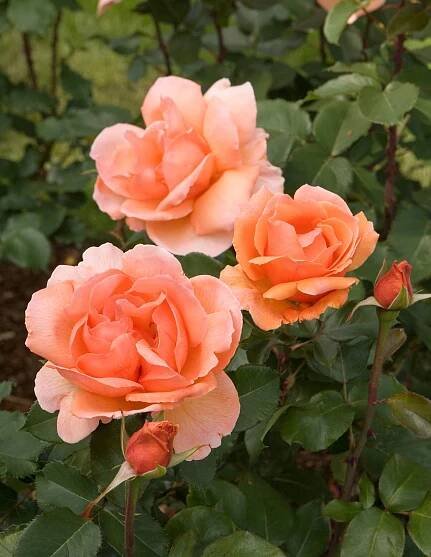 17 of the Most Fragrant Roses Bring Sweet Scents to the Garden
