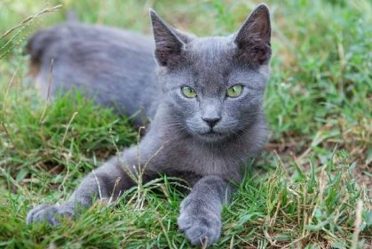 Ruská modrá kočka: lenivá kráska s potutelným úsměvem