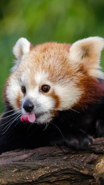 Baby Red Pandas Wallpapers - Wallpaper Cave