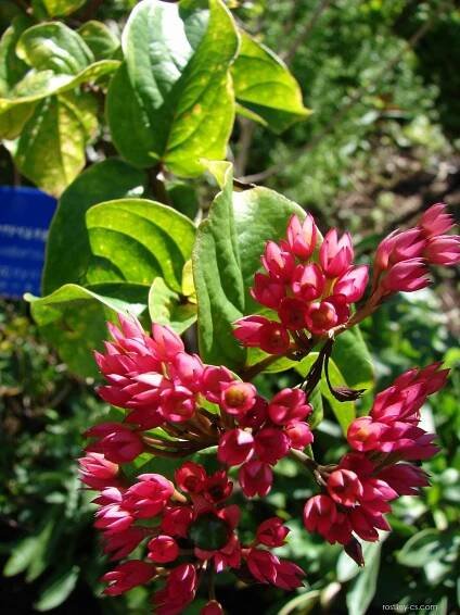 Blahokeř (Clerodendrum splendens)