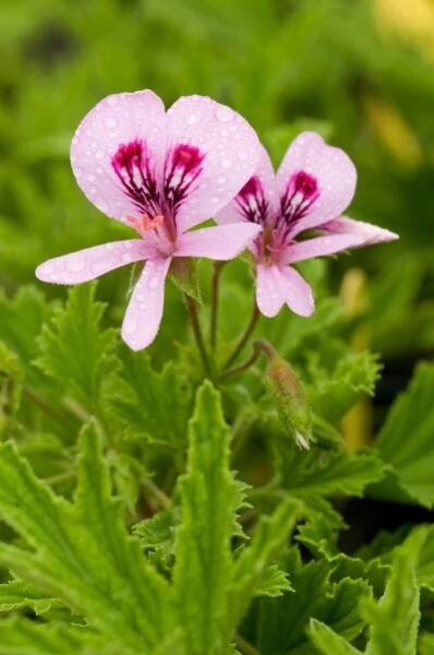 Rose-scented geranium