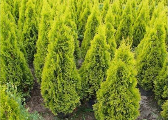 Zerav západní JANED GOLD krásná ZLATÁ THUJE SMARAGD Zerav západní NA ŽIVÝ  Druh rostliny zerav