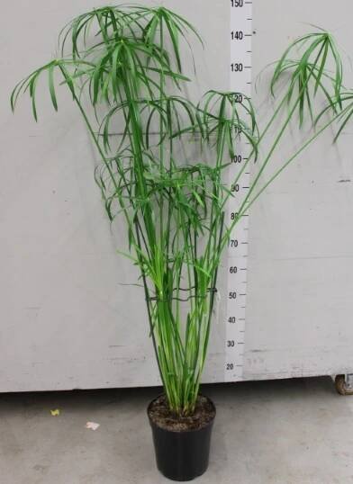 Vodní rostliny - Cyperus alternifolius (Papyrus střídavolistý) velká rostlina 140 cm