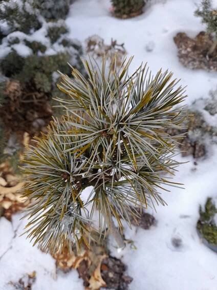 Prodej stromků Jihlava > Jehličnany mateční rostliny > Pinus-Borovice > Pinus Koraiensis "CHina Baby"