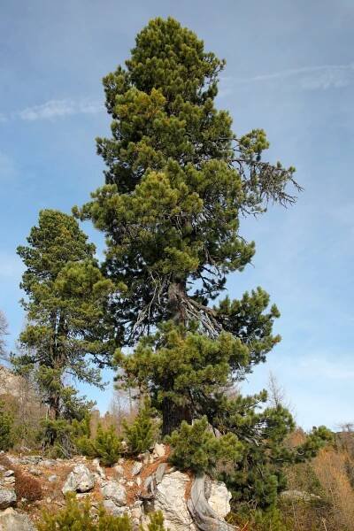 borovice kleč - Arboretum Řícmanice
