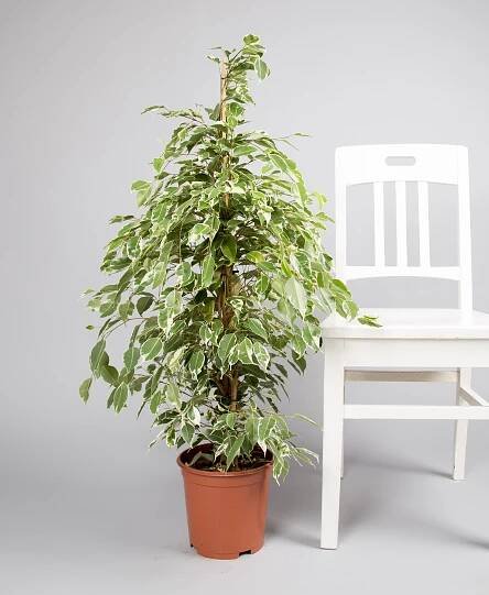 Ficus Twilight