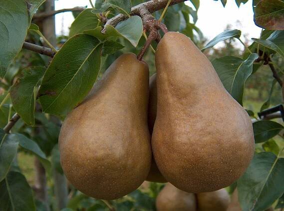 Soubor:Pyrus Boscs.jpg – Wikipedie
