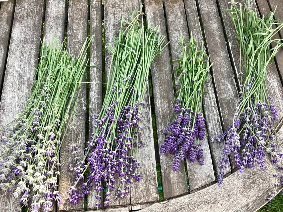 Wild Nectar Farm