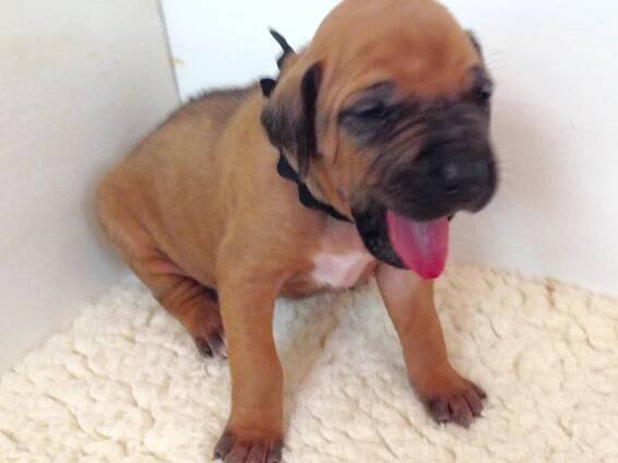 JAZ AND DANTE’ LITTER 2016