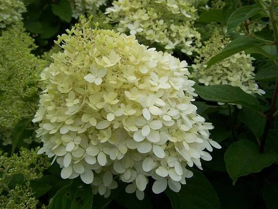 Hydrangea paniculata Limelight | Listnaté dřeviny |Zahradnictví Franc 