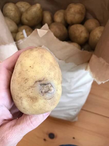 How To Store Potatoes Long Term - One Hundred Dollars a Month