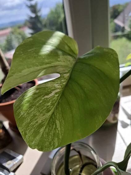 Monstera Deliciosa Alba