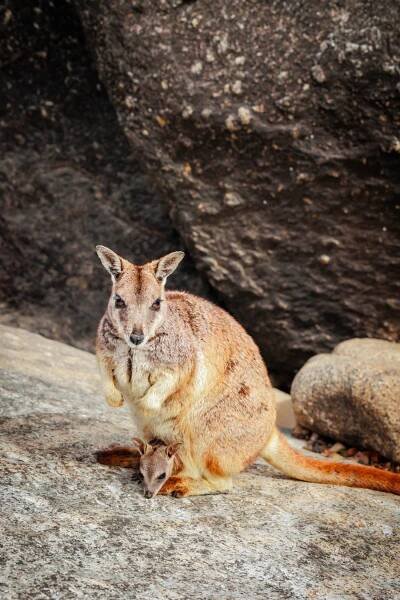 A yellow-footed rock wallaby sits on a rocky surface, showcasing its distinctive fur pattern and long tail.
