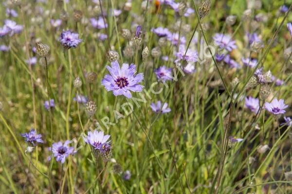Poblekla modrá - Catananche caerulea