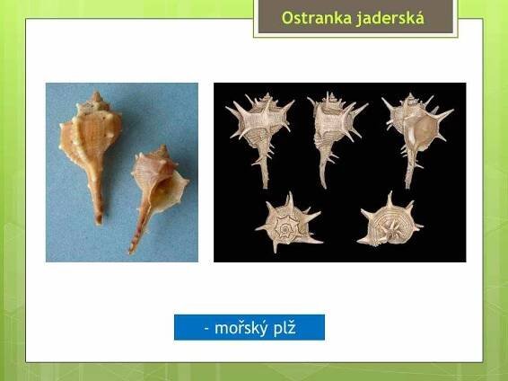 Měkkýši – Plži – Materiály pro žáky ZŠ