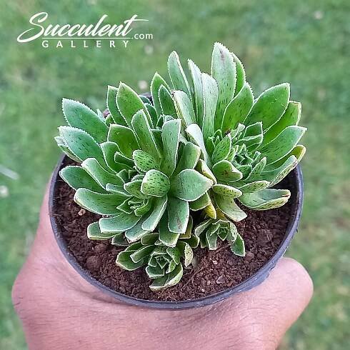 aeonium silver edge