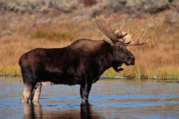 The Minnesota Moose -- a cultural icon under threat