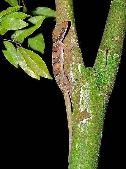 Cyrtodactylus intermedius