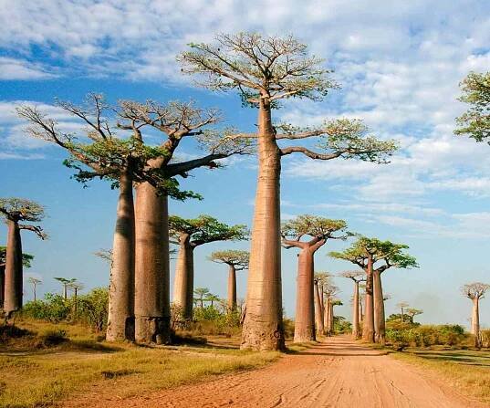 SADC Government ®