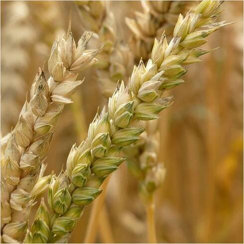 AgroTrueque
