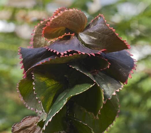Akalifa Wilkesa (Acalypha wilkesiana)