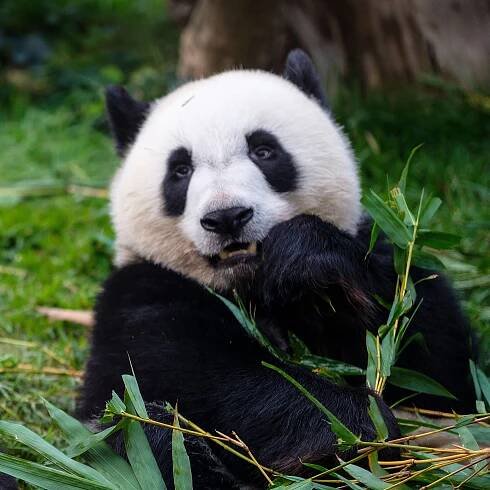 14 Wildlife Cameras of Animals That Have No Idea the World Is in Crisis Right Now