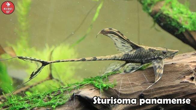 Pez STURISOMA PANAMENSE