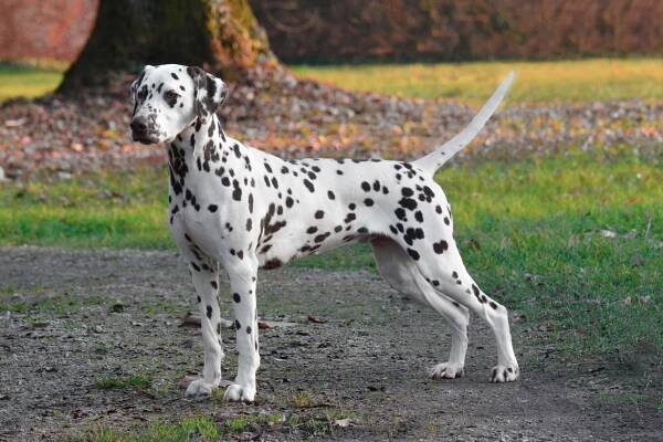 WORLDWIDE | LACRIMA CHRISTI dalmatians