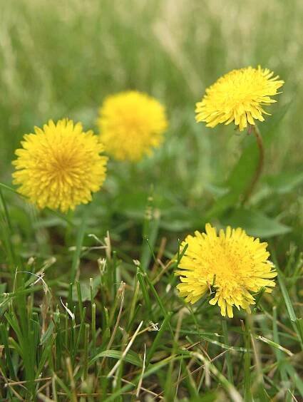 The Benefits of Dandelion Tea