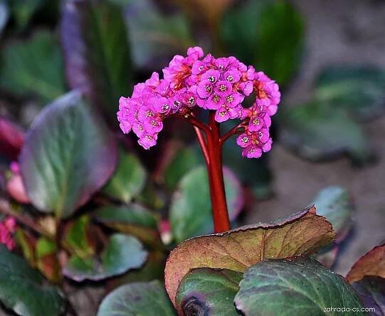 Bergénie (Bergenia)